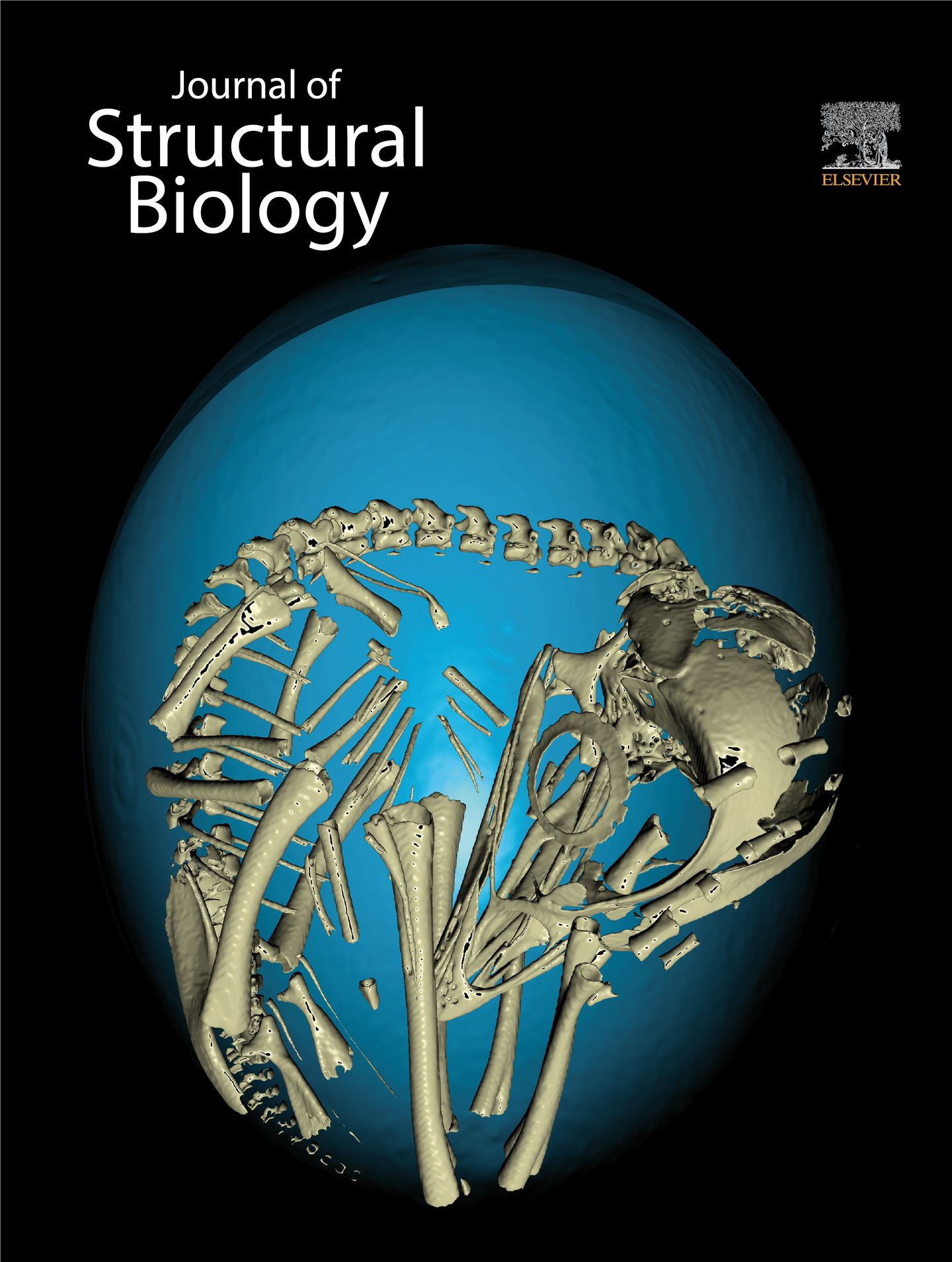 Bone structure in three dimensions