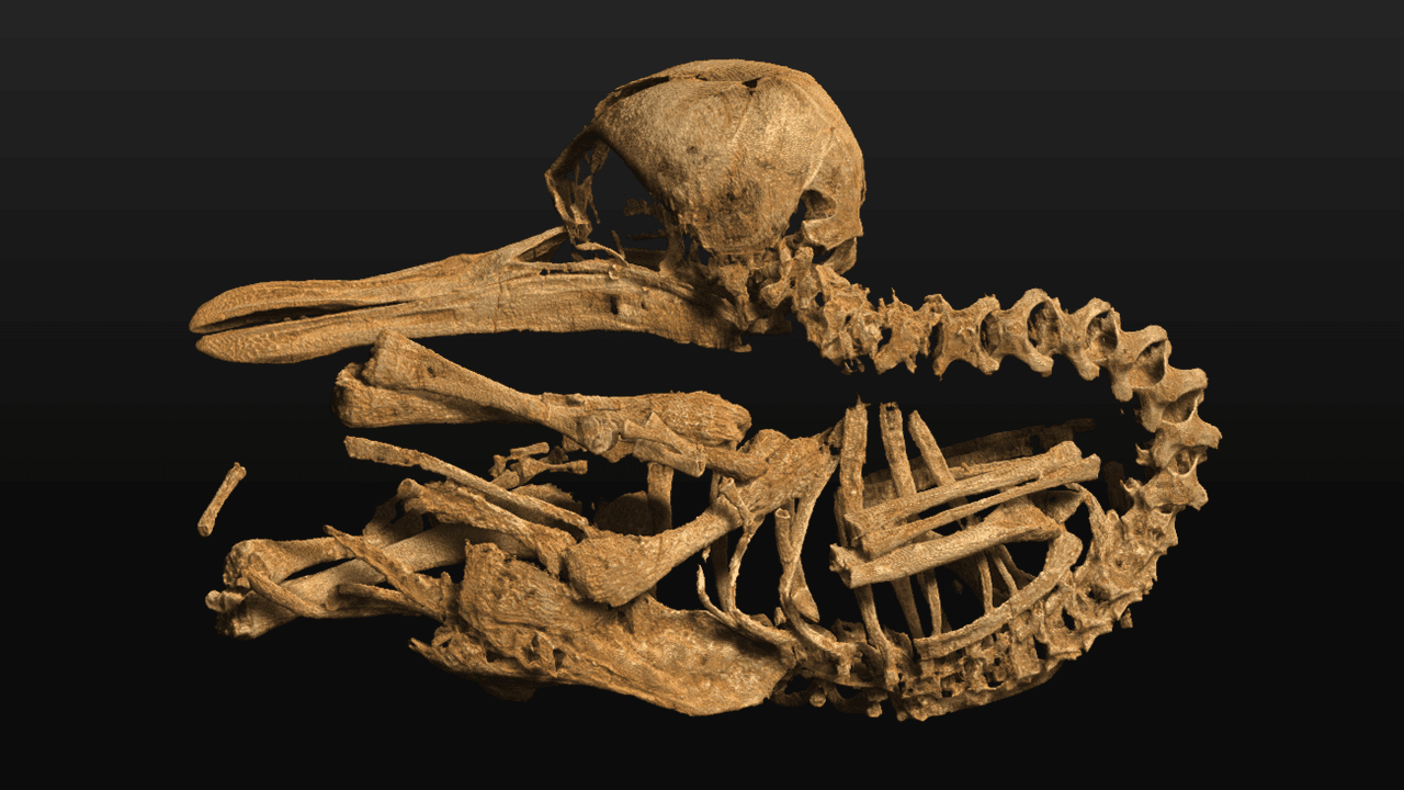 3D reconstruction of an ibis skeleton from Emma Warner's research