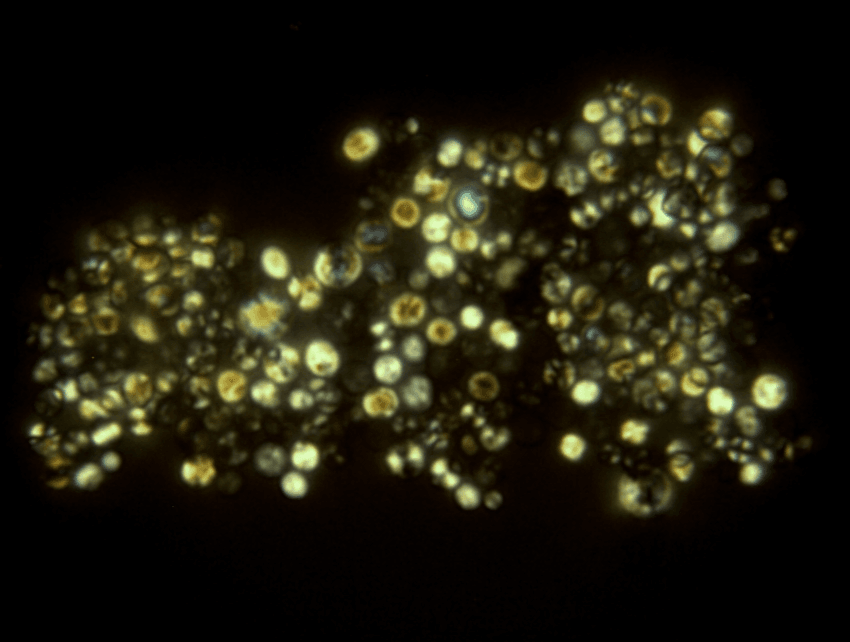Polarized-light micrograph of clustered spherules from Patrick-Brian Bielawski's research